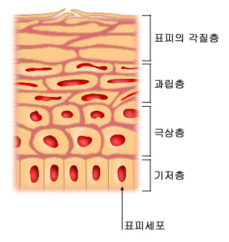 의약품 이미지